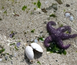 Sea Life